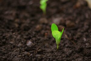 Seedlings growing in soil