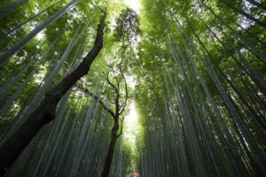 photo of a bamboo forest